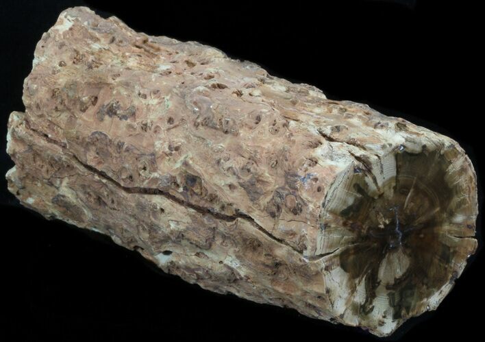 Triassic Woodworthia Petrified Log - Zimbabwe #41495